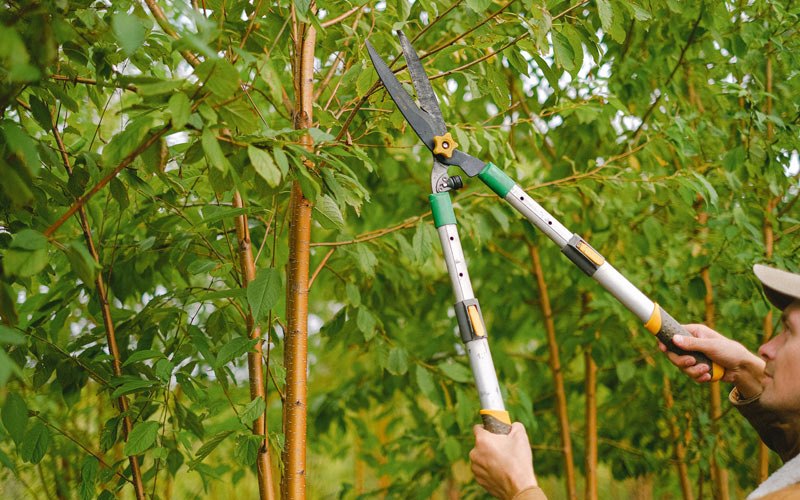 Tree trimming in Petroleum, IN