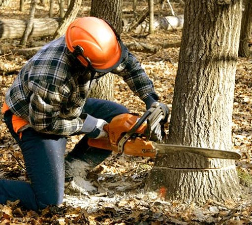 Tree Removal in Petroleum, IN